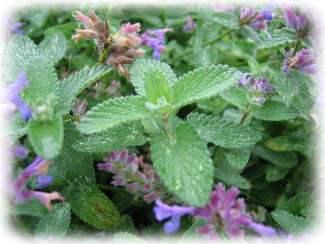 Catmint Tee Katzenminze