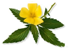 Damiana Tee