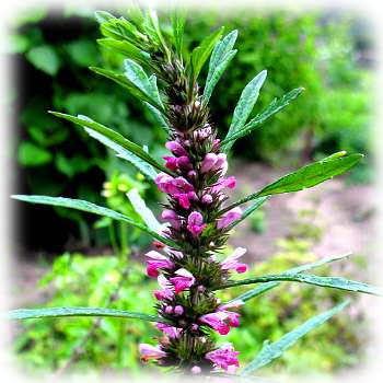 Marihuanilla Little Marihuana