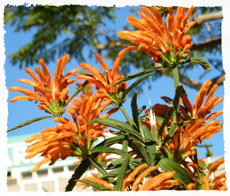 Wild Dagga Löwenohr